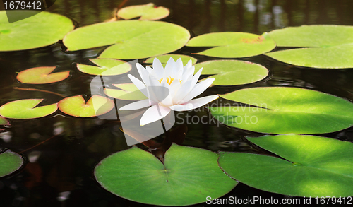 Image of White water lily