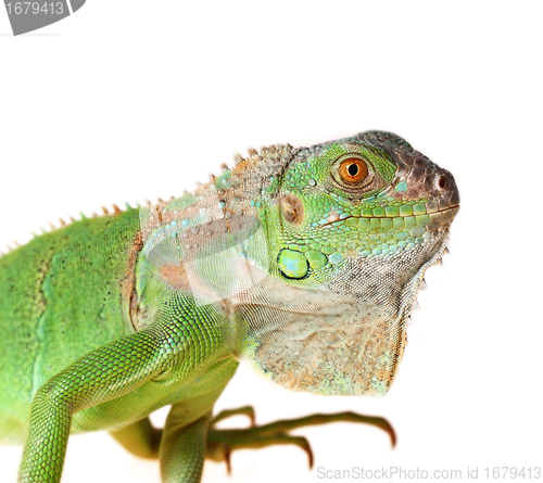 Image of Green iguana 