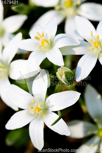 Image of macro of white flower