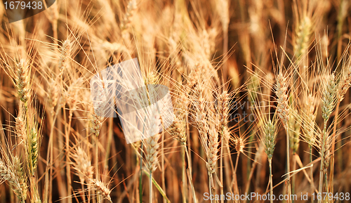 Image of Fields of wheat