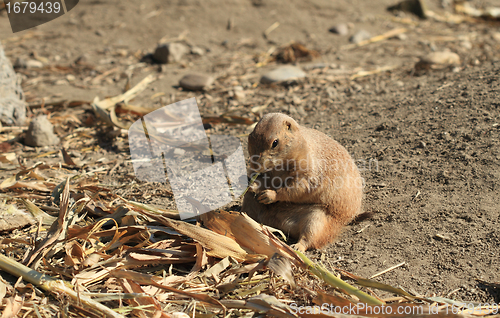 Image of Black-tailed Prairie Dog