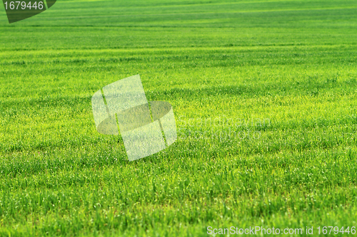 Image of field of green wheat grass