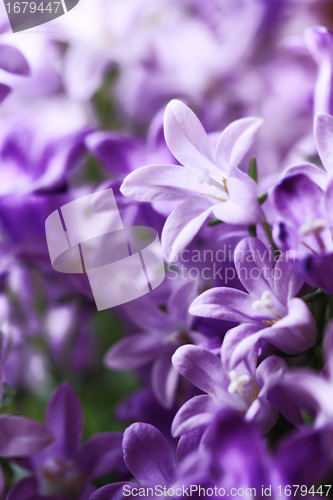 Image of Campanula Bellflowers