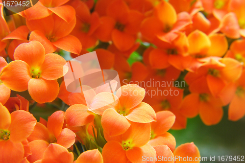 Image of beautiful flower of kalanchoe.