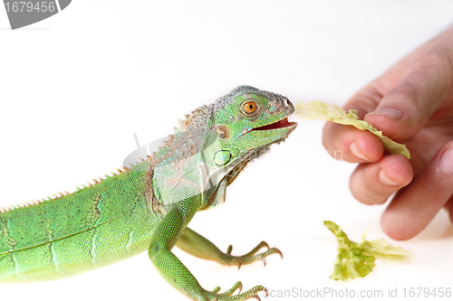 Image of green iguana 