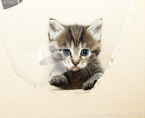 Image of tabby kitten