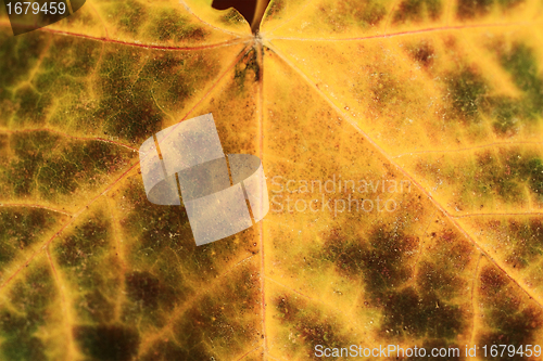 Image of macro of autumn leaf