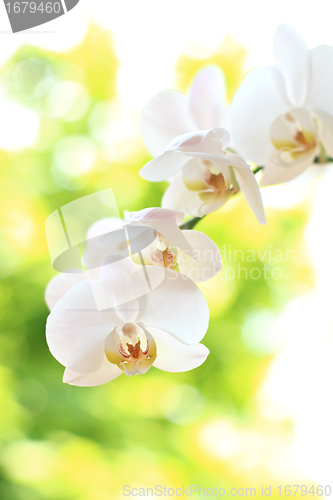 Image of phalaenopsis flower