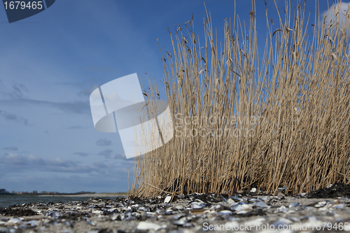 Image of Sedge at Fjord