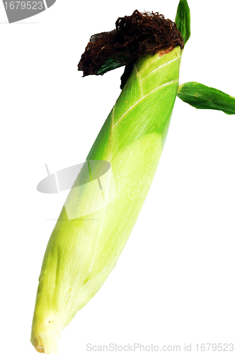 Image of Green corn cob