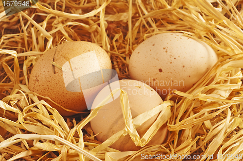 Image of egg in a nest 