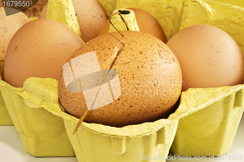Image of egg