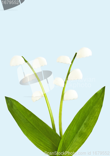 Image of  lily of the valley made of wild garlic and egg