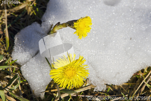 Image of coltsfoot bloom spring snow plant unafraid cold 