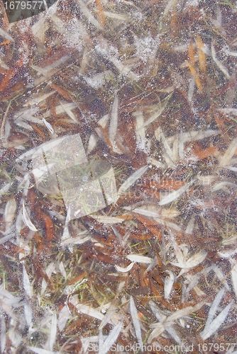 Image of Willow leaves frozen in ice.