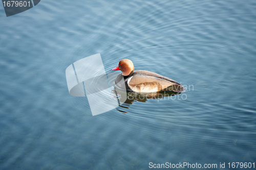 Image of duck