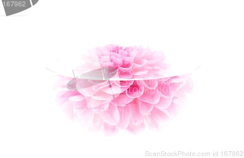 Image of crimson peony flower, high key, isolated