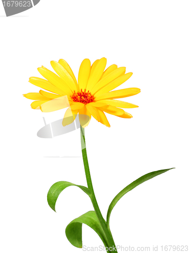 Image of One orange flower of calendula