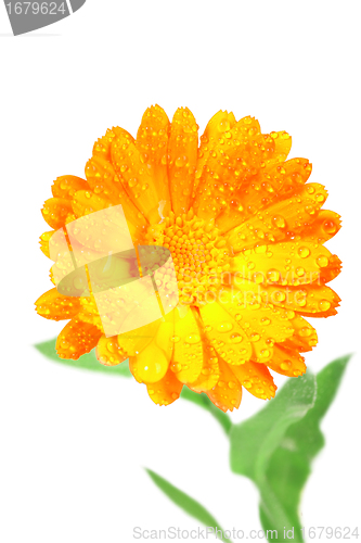 Image of One orange flower of calendula