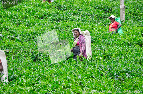 Image of NEAR MOUNT PIDURUTALAGALA, SRI LANKA, DECEMBER 8, 2011. Tea pick