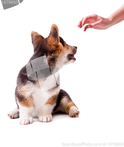Image of dog breed Welsh Corgi, Pembroke
