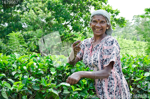 Image of NEAR MOUNT PIDURUTALAGALA, SRI LANKA, DECEMBER 8, 2011. Tea pick