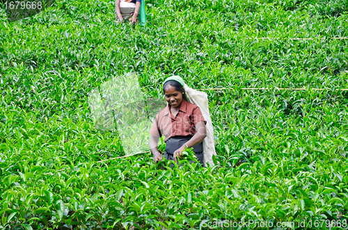 Image of NEAR MOUNT PIDURUTALAGALA, SRI LANKA, DECEMBER 8, 2011. Tea pick