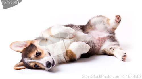 Image of dog breed Welsh Corgi, Pembroke