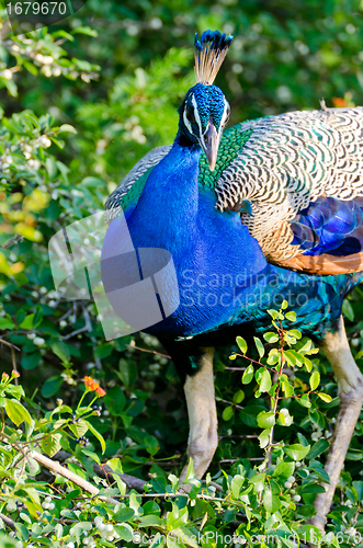 Image of Pavo cristatus