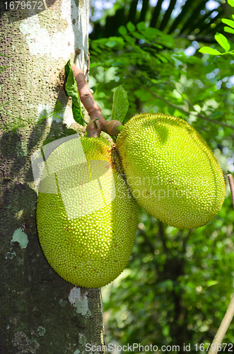 Image of Breadfruit (Artocarpus altilis) 