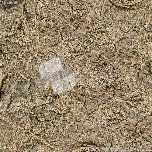 Image of surface of ancient volcanic rock