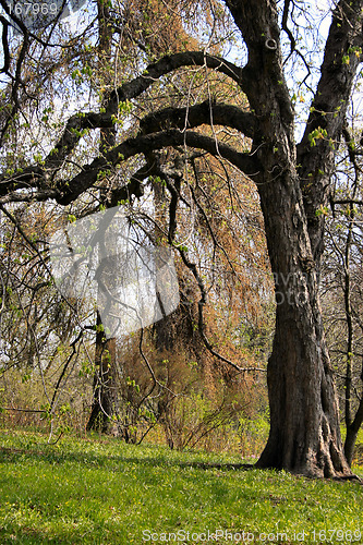 Image of Grand tree