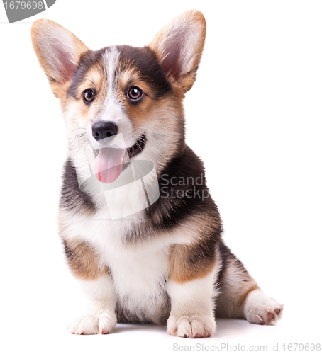 Image of dog breed Welsh Corgi, Pembroke