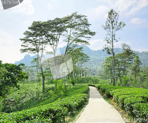Image of  tea plantation emerald green  in the mountains of Sri Lanka