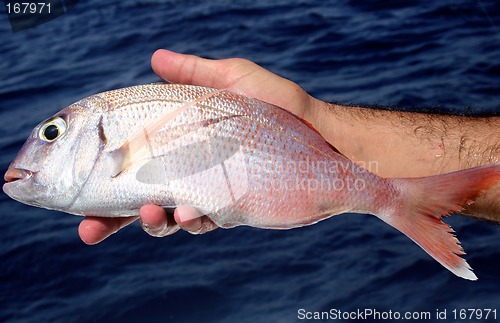 Image of Fishing Trip