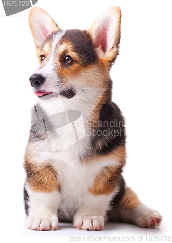 Image of dog breed Welsh Corgi, Pembroke