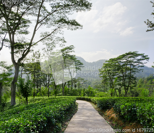 Image of  tea plantation emerald green  in the mountains of Sri Lanka
