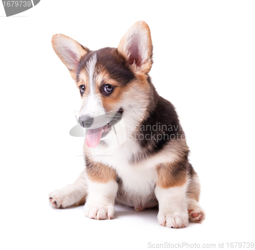Image of dog breed Welsh Corgi, Pembroke