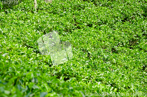 Image of  tea plantation emerald green  in the mountains of Sri Lanka