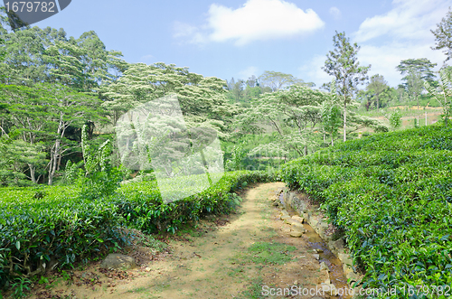 Image of  tea plantation emerald green  in the mountains of Sri Lanka