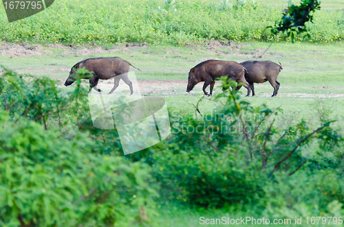 Image of boar in the wild