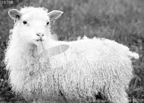 Image of Sheep