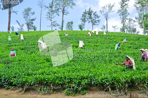 Image of NEAR MOUNT PIDURUTALAGALA, SRI LANKA, DECEMBER 8, 2011. Tea pick