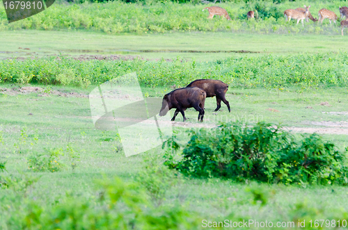 Image of boar in the wild