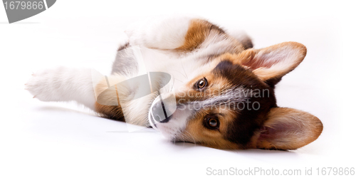 Image of dog breed Welsh Corgi, Pembroke
