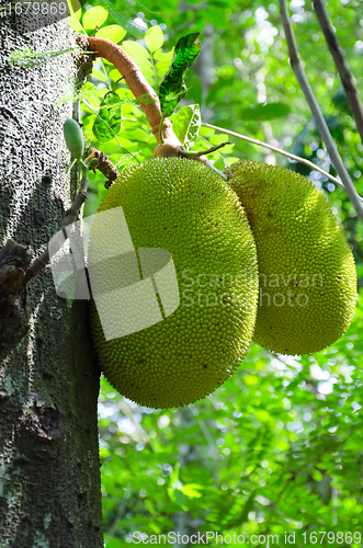 Image of Breadfruit (Artocarpus altilis)