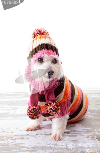 Image of Adorable dog wearing winter sweater