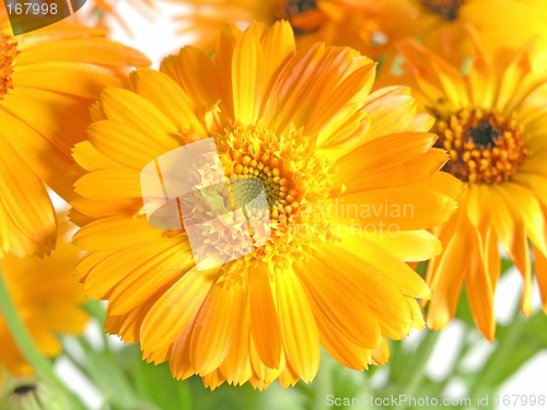 Image of marigold