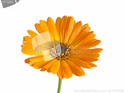 Image of marigold