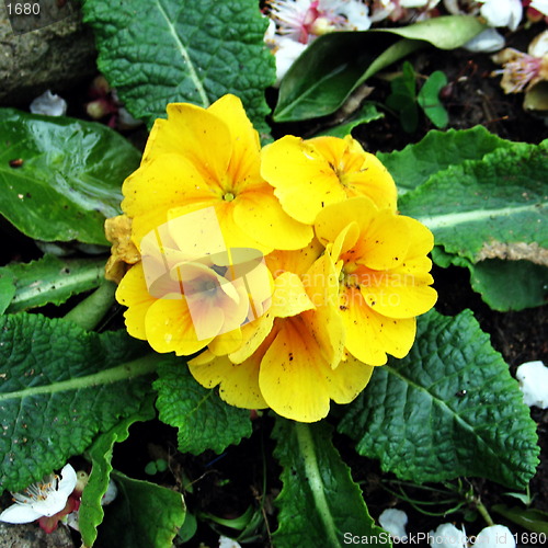Image of Yellow in green flowers